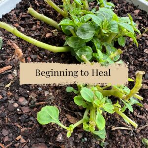 Healing Impatiens after Systemic (1)