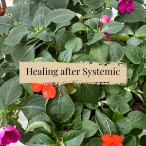 Healing Impatiens after Systemic (2)