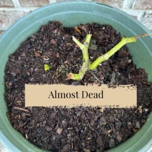 Healing Impatiens after Systemic (3)