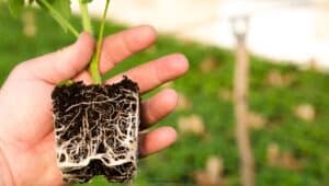 God’s Grace and Strength in Hard Times picture of tomato plant roots