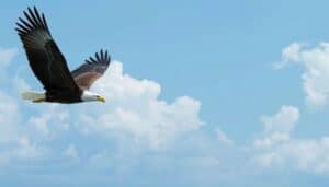 Prophetic perspective from heavenly places. An eagle soaring above water