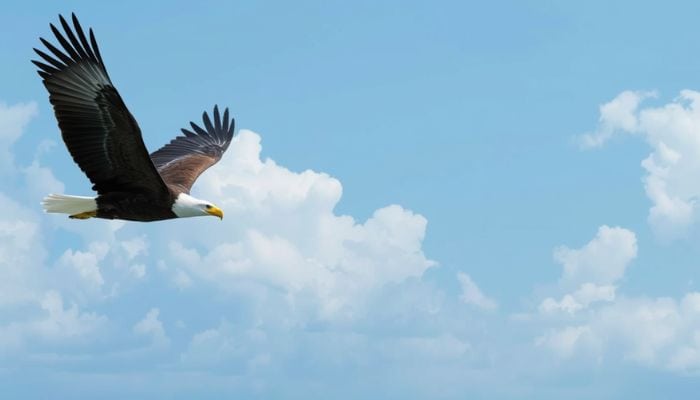 Prophetic perspective from heavenly places. An eagle soaring above water