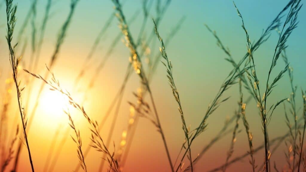 Why does Gratitude feel so hard? sunset through weeds picture