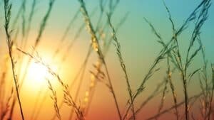 Why does Gratitude feel so hard? sunset through weeds picture